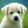 gesSund08's Avatar