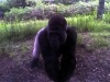 ircesy8's Avatar