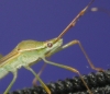 kukunha9's Avatar