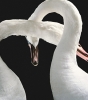 NartinesN00's Avatar